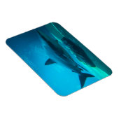 Dusky Shark (Carcharhinus Obscurus)、Ushaka マグネット (右側)