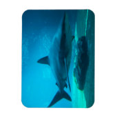 Dusky Shark (Carcharhinus Obscurus)、Ushaka マグネット (縦)