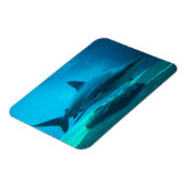 Dusky Shark (Carcharhinus Obscurus)、Ushaka マグネット (左側)