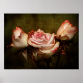 Dusty Rose Stretch Poster Print ポスター (正面)