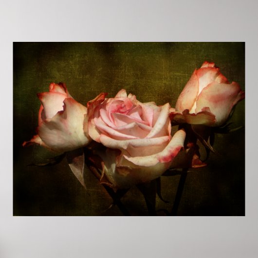 Dusty Rose Stretch Poster Print ポスター (正面)