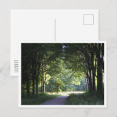 Dutch Salland Region Westerveldse Bos Forest ポストカード (正面/裏面)