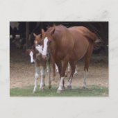 DX – 美しい馬はがき ポストカード (正面)