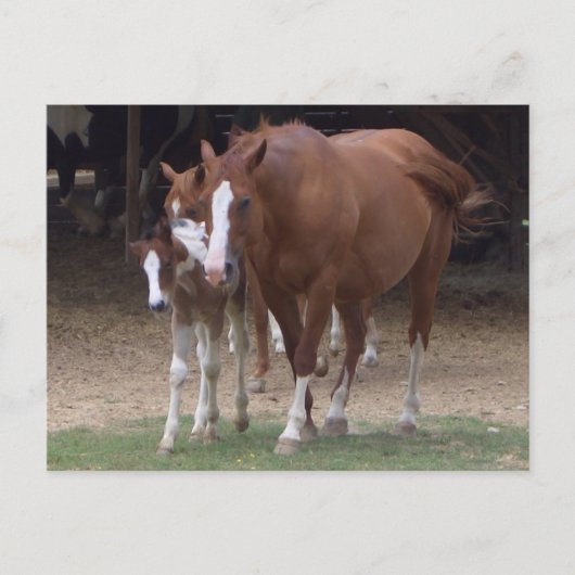 DX – 美しい馬はがき ポストカード (正面)