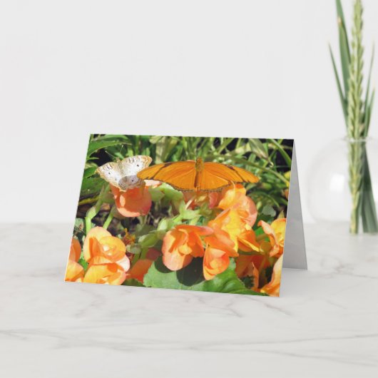 Dyas Juliaと白い孔雀の蝶グリーティング カード (正面)