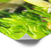 Dyeing Poison Frog, Dendrobates tinctorius, ポスター (角)