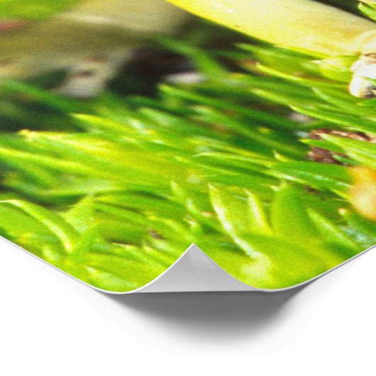 Dyeing Poison Frog, Dendrobates tinctorius, ポスター (角)