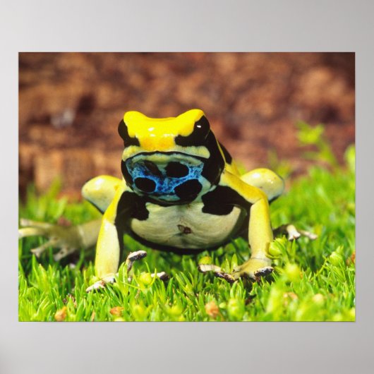 Dyeing Poison Frog, Dendrobates tinctorius, ポスター (正面)