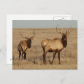 E1ブルエルクヤングブルズ ポストカード (正面/裏面)