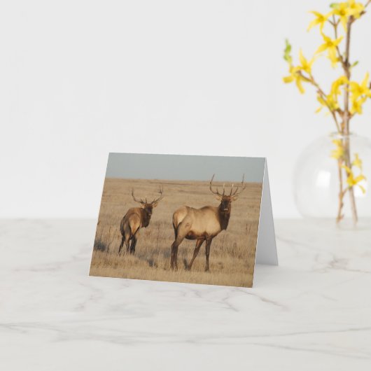 E1ブルエルク カード (黄色い花)