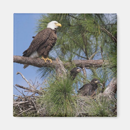 E10およびE11マグネット マグネット (正面)