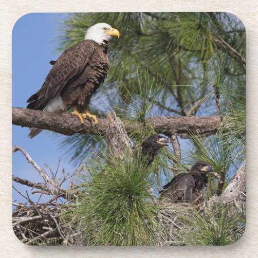 E10及びE11コースターセット コースター (正面)