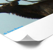 E11 Bull Elk Silhouette Head Shot ポスター (角)