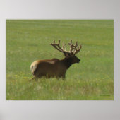 E12 Bull Elk 1または2? ポスター (正面)