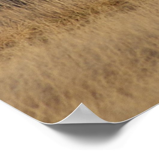 E1 Bull Elk Open Country Bulls ポスター (角)