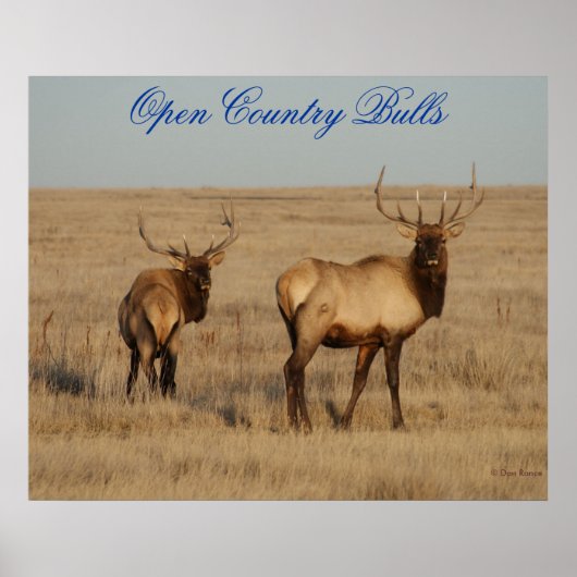 E1 Bull Elk Open Country Bulls ポスター (正面)