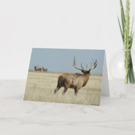 E20ブルエルクチャレンジャー カード