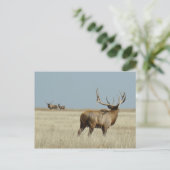 E20ブルエルクチャレンジャー ポストカード (スタンド正面)