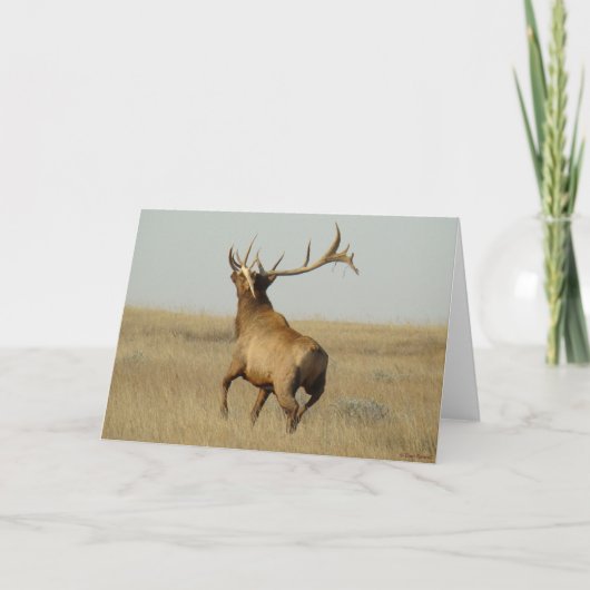 E23ブルエルクグラスインホーン カード (正面)