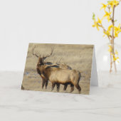 E24ブルエルク カード (黄色い花)