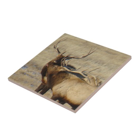 E24 マタ鹿 タイル (側面)