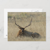 E25 Bull Elkが芝生に横たわる ポストカード (正面/裏面)