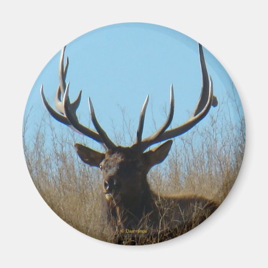 E26ブルエルク雑草の中に敷設 マグネット (正面)