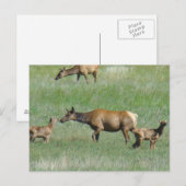 E3の子を持つ雌のエルク ポストカード (正面/裏面)