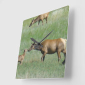 E3カウエルクとカーフノーズを鼻に スクエア壁時計 (傾斜)