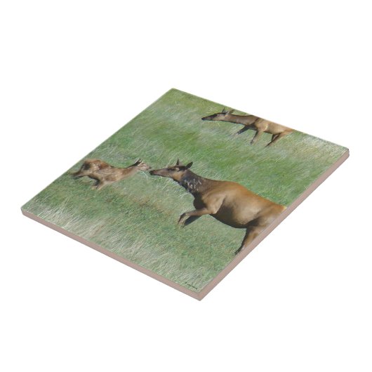 E3カウエルクとカーフノーズを鼻に タイル (側面)