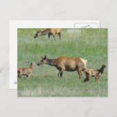 E3牛のエルクと仔牛 ポストカード (正面/裏面)