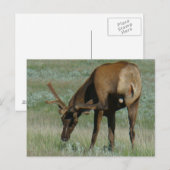 E32ブルエルクインベルベットスクラッチ ポストカード (正面/裏面)