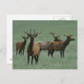 E33 Bull Elk in Velvet ポストカード (正面/裏面)