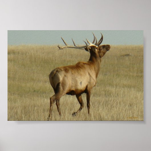 E35 オスのヘラジカの角に生える草 ポスター (正面)