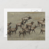 E37ブルエルクと牛 ポストカード (正面/裏面)