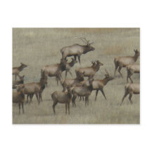 E37ブルエルクと牛