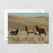 E38ブルエルクヤングブルズ ポストカード (正面/裏面)