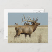 E4ブルエルク ポストカード (正面/裏面)