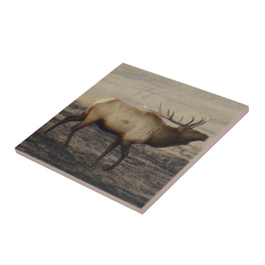 E40ブルエルクブグリング タイル (側面)