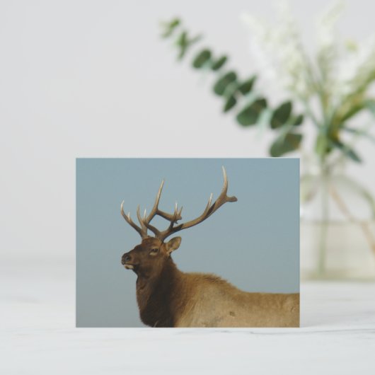 E42ブルエルク ポストカード (スタンド正面)