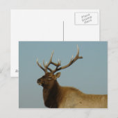 E42 オスジカ ポストカード (正面/裏面)