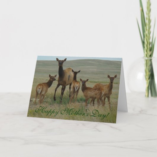 E44ウシエルクと子牛 カード (正面)