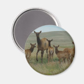 E44カウエルクとカーブ マグネット (正面/裏面)