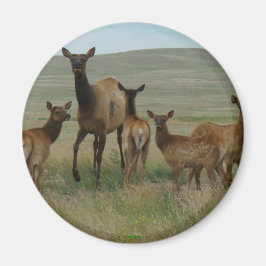 E44カウエルクとカーブ マグネット