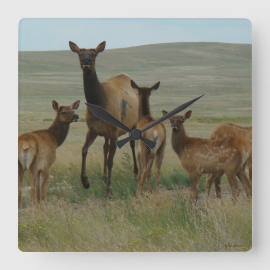 E44 Cow Elk and Calves スクエア壁時計 (正面)