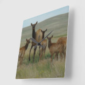 E44 Cow Elk and Calves スクエア壁時計 (傾斜)