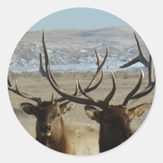 E45ブルエルクヘッド ラウンドシール (正面)