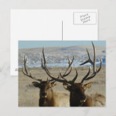 E45 オスのヘア鹿の頭 ポストカード (正面/裏面)