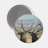 E45 雄の鹿の頭 マグネット (正面/裏面)