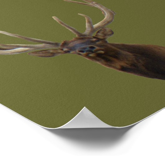 E48 Bull Elk Head in Velvet ポスター (角)